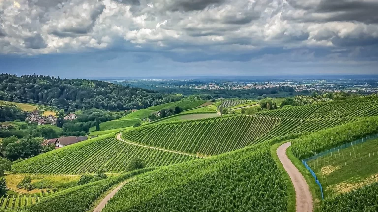 Vineyard view in Sasbachwalden, Germany
