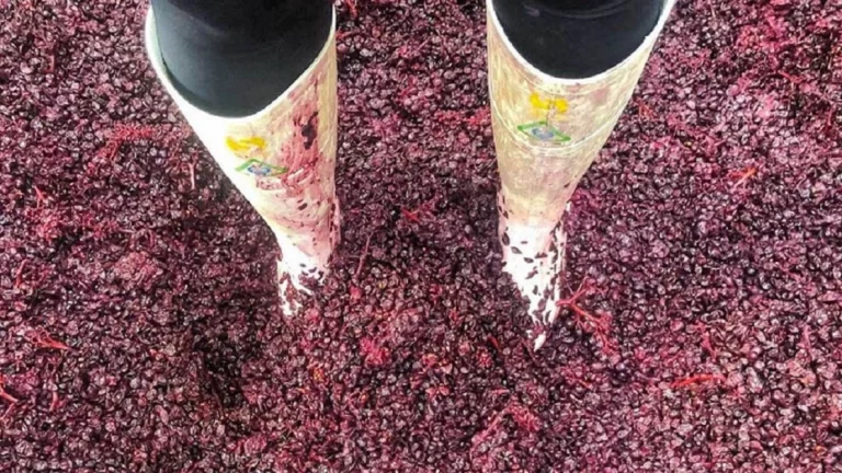 Two legs in white rubber boots standing in a tank full of Pinot Noir wine grapes at Wither Hills Winery in Blenheim, New Zealand